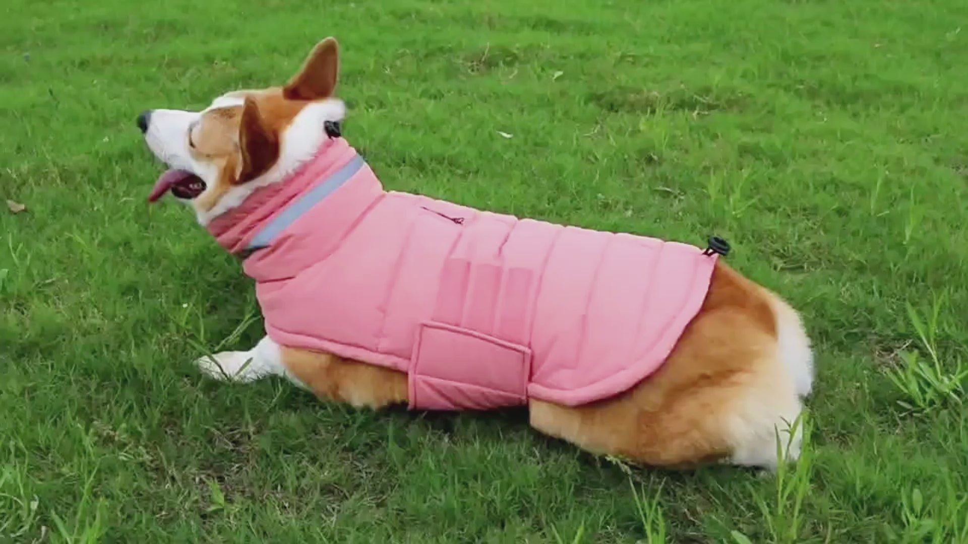 Waterproof Winter Dog Coat